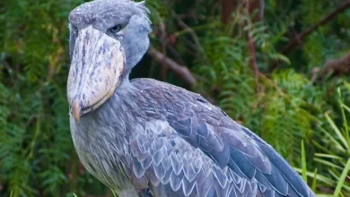 shoebill stork sound