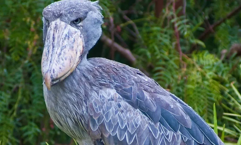 shoebill stork sound